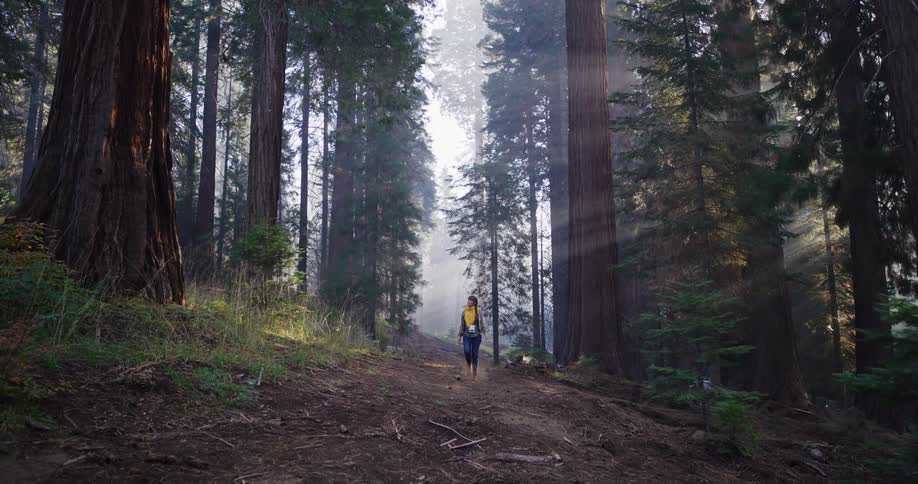 A female hiker walks along a dirt path through a majestic forest of giant sequoia trees as beautiful sunbeams filter through the morning mist