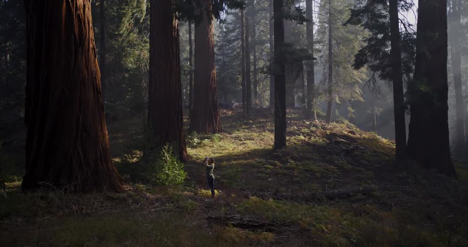 A lone hiker stands in a sunbeam, taking a photo amidst the majestic giant sequoia trees of an ancient forest