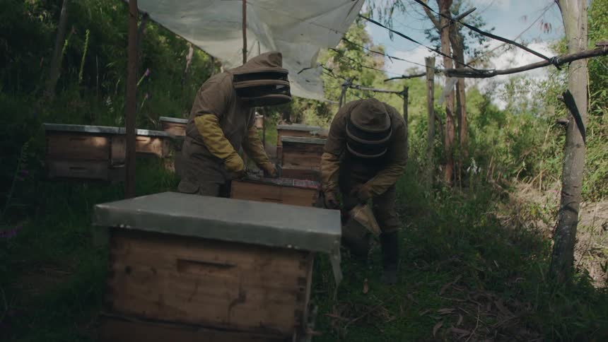 Two beekeepers in protective suits use a bee smoker while inspecting frames and harvesting honeycombs from their wooden beehives