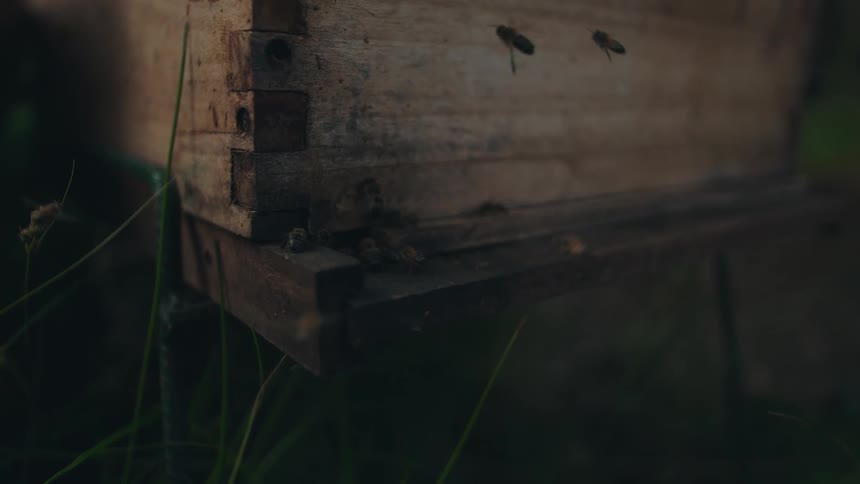 A dramatic slow-motion close-up of honeybees flying in and out of their rustic wooden beehive at dusk