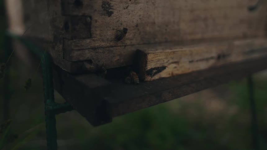 A slow-motion close-up captures bees flying around the entrance of a weathered wooden beehive in a green field
