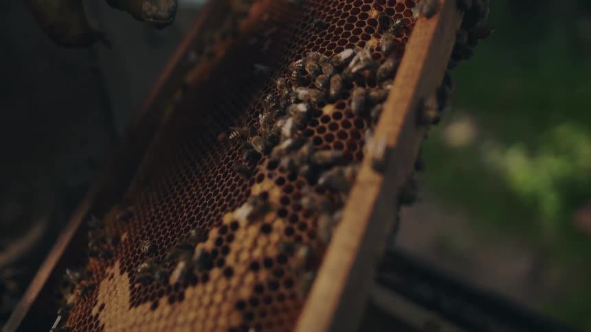 A detailed slow-motion close-up of a colony of honeybees crawling over a honeycomb frame