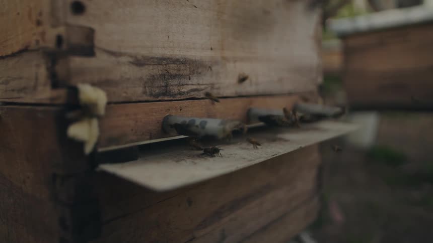 A slow-motion close-up of honey bees buzzing and flying in and out of their wooden beehive