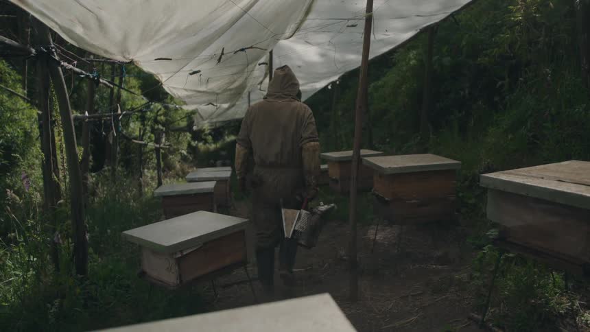 A beekeeper in a full protective suit slowly walks through a forested apiary with a smoker in hand