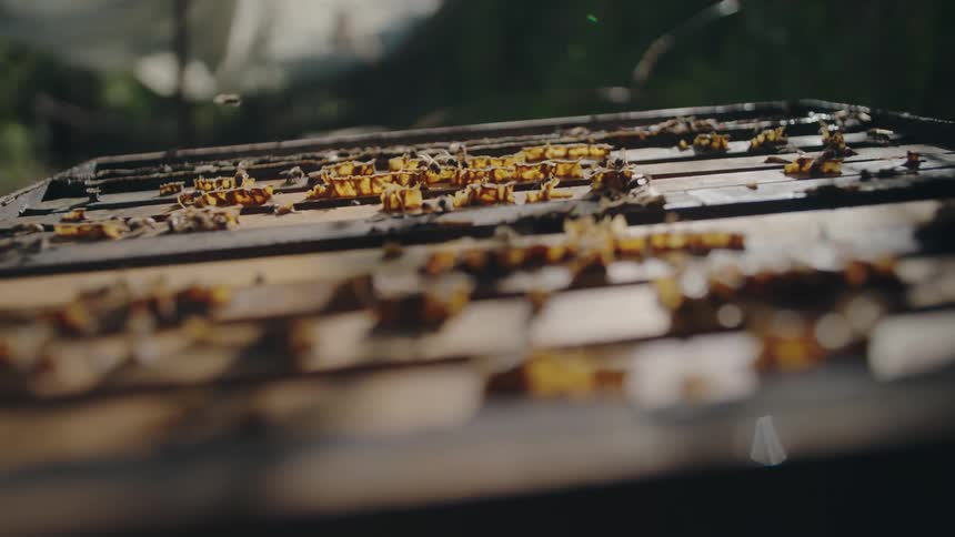 A slow-motion close-up of honeybees flying and crawling over the top of their wooden beehive frames in the warm sunlight