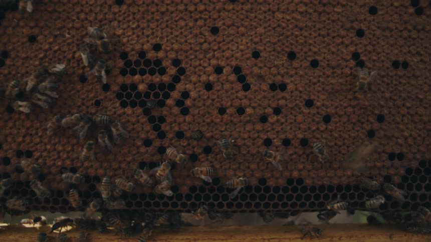 A detailed close-up shot of a bustling colony of honeybees actively working on their honeycomb