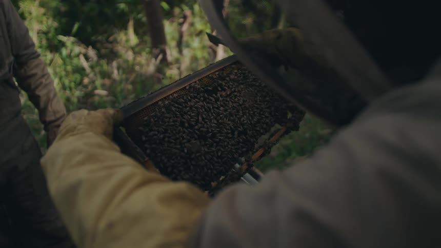 A beekeeper in a protective suit and gloves carefully inspects a honeycomb frame teeming with active honeybees