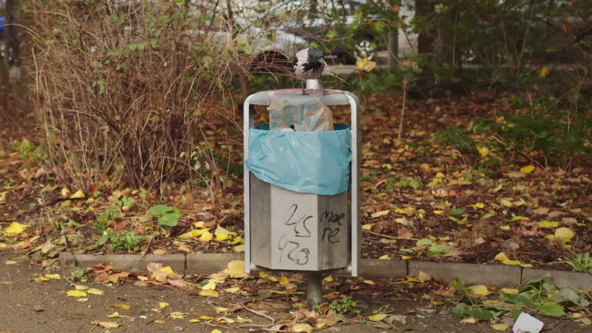 A hooded crow scavenges for food inside a public trash can on a city street in autumn