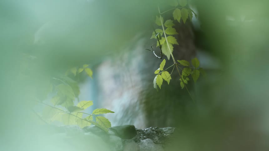 A tiny nuthatch bird appears on a leafy branch in a soft-focus, verdant scene