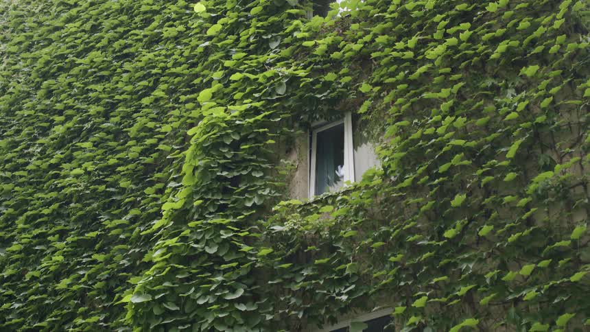 A building wall completely overgrown with lush green ivy with a single window visible