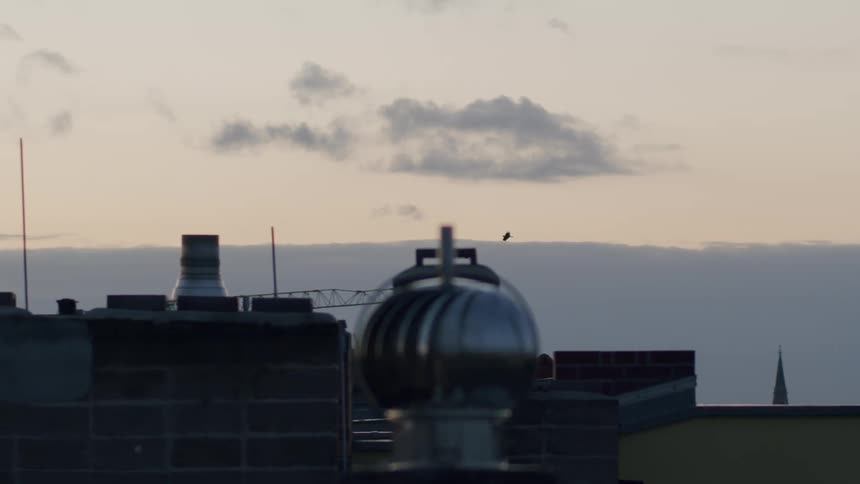 Three birds gracefully fly in slow motion over silhouetted city rooftops against a pale dusk sky