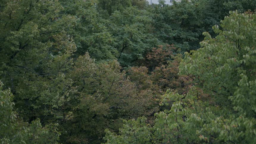 A static shot of a lush green forest canopy with leaves gently rustling in the wind on a cloudy day