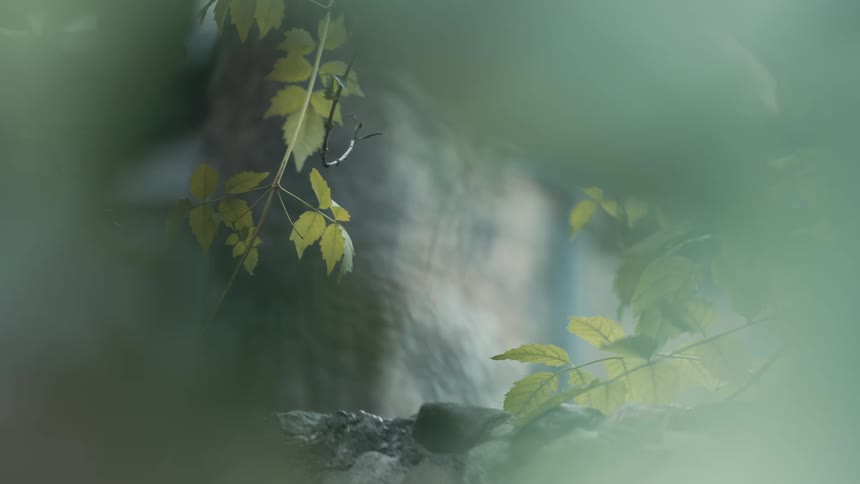 A close-up shot of a stick insect camouflaged among green leaves, slowly swaying on a branch