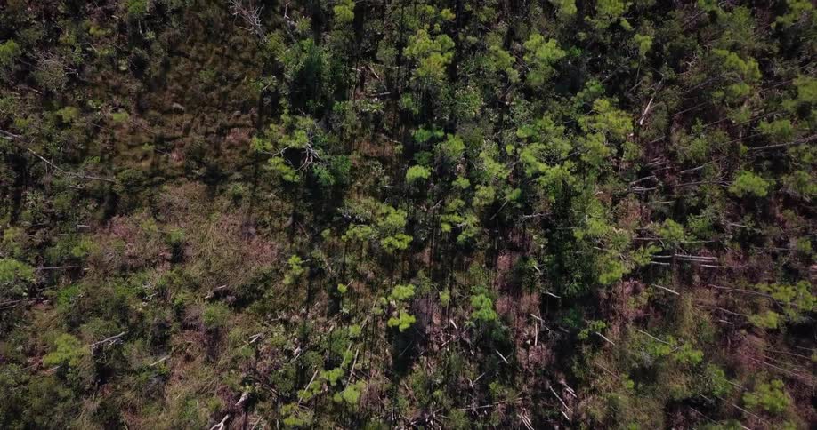 Trees grow in a forest