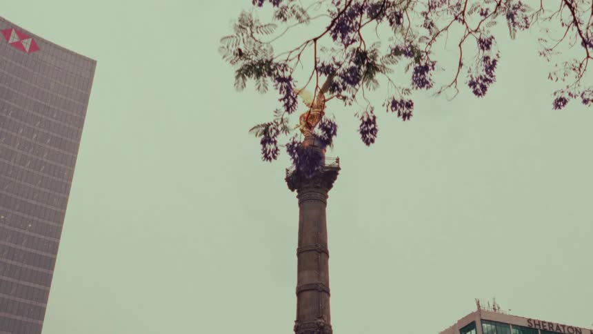 The iconic Angel of Independence monument in Mexico City is slowly revealed from behind the purple blossoms of a Jacaranda tree