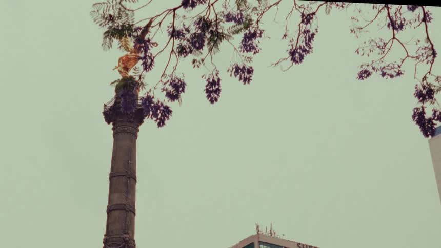 A slow reveal of the iconic Angel of Independence monument in Mexico City from behind the branches of a blooming Jacaranda tree