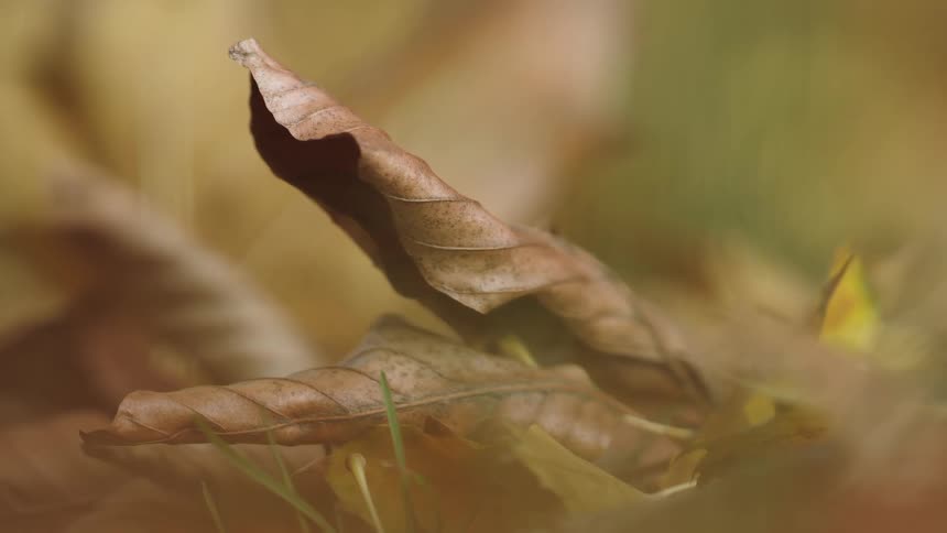 A still close-up shot of a single brown leaf resting among other fallen leaves in autumn