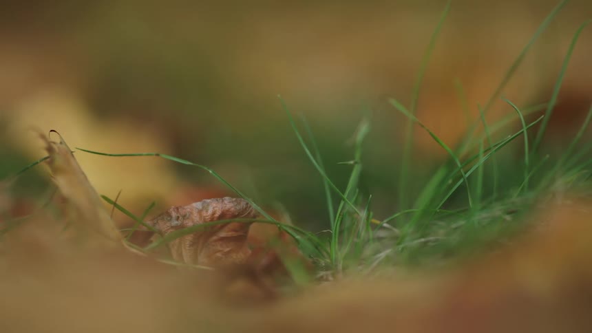 A close-up, soft-focus shot of green grass blades surrounded by fallen yellow and brown autumn leaves