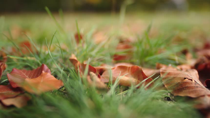 A peaceful close-up of fallen autumn leaves resting on a lush green lawn with people walking in the blurry background