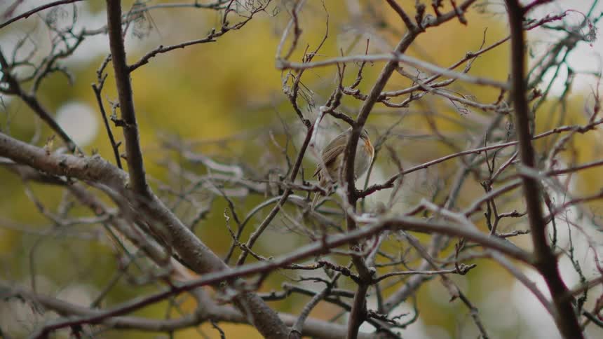 A small European robin perched amongst the tangled, bare branches of a tree in autumn