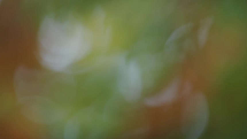 A dreamy, out-of-focus abstract background of shimmering green, white, and orange bokeh lights
