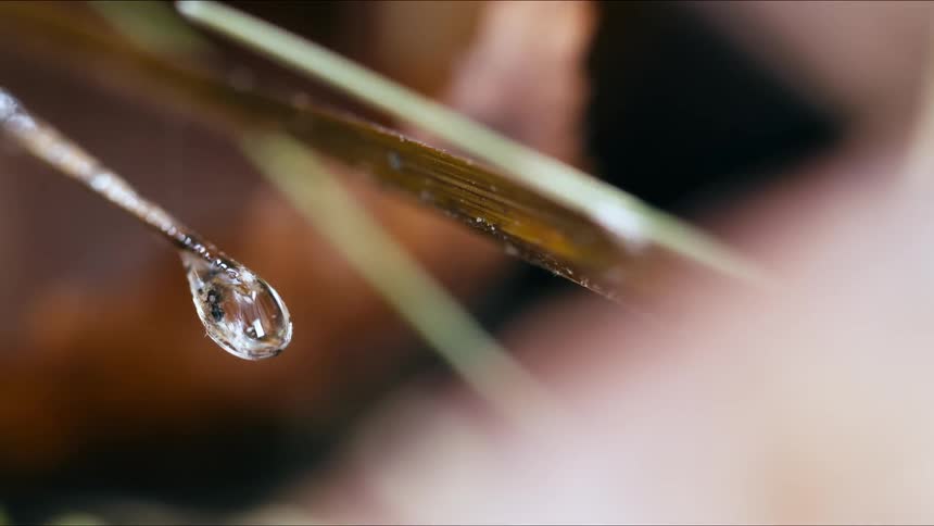 A mesmerizing cinemagraph shows a delicate water droplet hanging from the tip of a plant in an extreme close-up