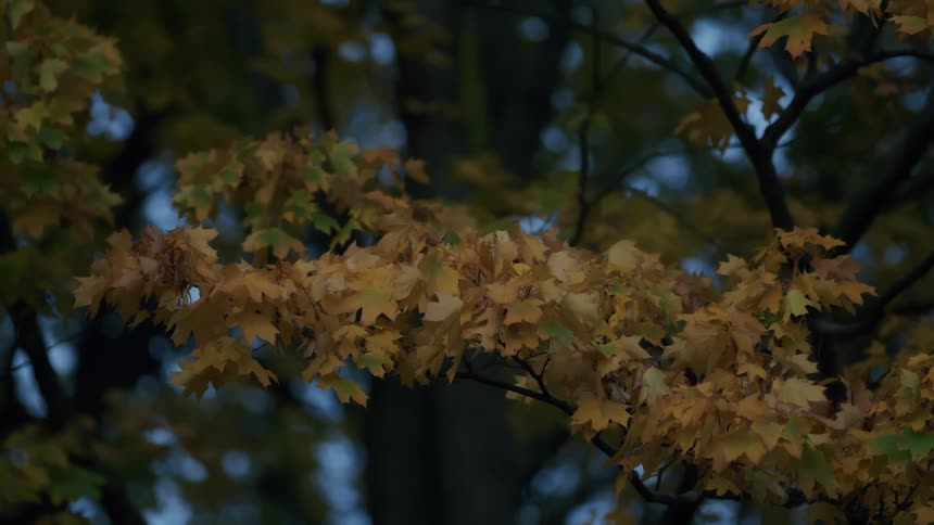 A serene, static close-up of golden yellow maple leaves on a tree branch against a dark, moody background in autumn