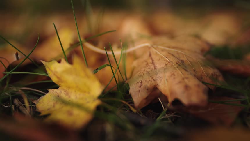 Close-up of golden autumn maple leaves lying on the ground amidst blades of grass