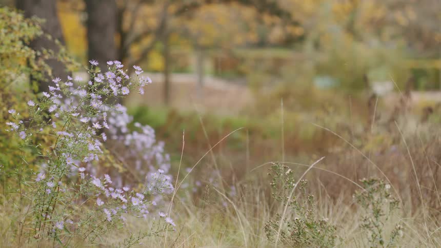 A still shot of small purple wildflowers in a grassy meadow during a calm autumn day