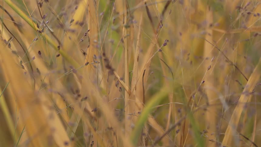 A close-up, static shot of golden and purple autumn grasses in a field with soft, shallow focus