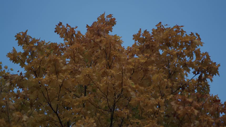 A static shot of a treetop with golden autumn leaves swaying gently against a clear blue sky