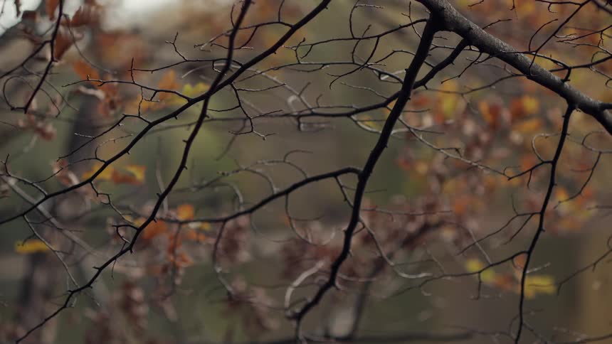A single raindrop falls from a bare tree branch in a quiet, moody autumn forest