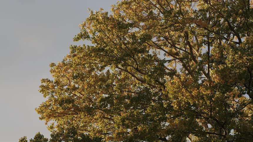 A tall tree with leaves turning yellow in the early autumn sways gently in the breeze during golden hour