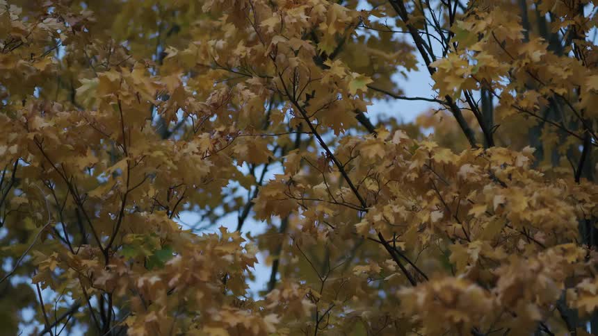 A close-up of yellow autumn leaves on tree branches swaying gently in the breeze against an evening sky