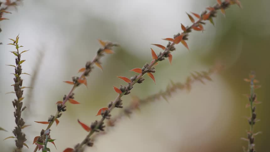 A tranquil close-up shot of delicate plant stems with spiky orange and red leaves against a soft bokeh background