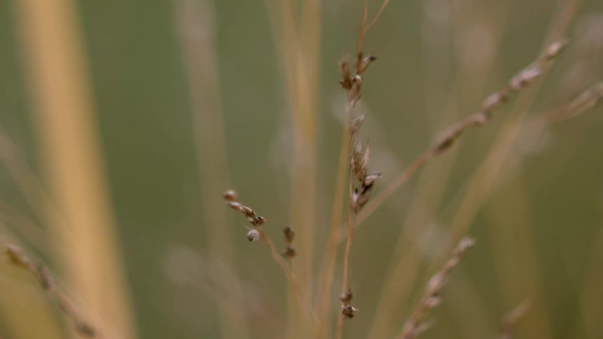 A macro close-up of a dry, golden blade of grass swaying gently against a soft green background