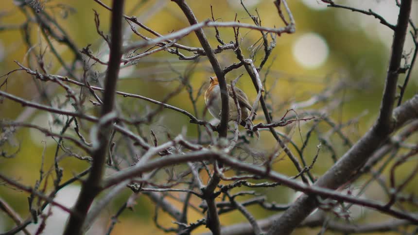 A European Robin perches amidst the tangled branches of a leafless tree, chirping softly in a tranquil woodland
