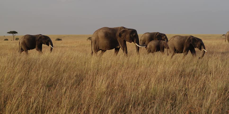 Elephants walking across the savanna