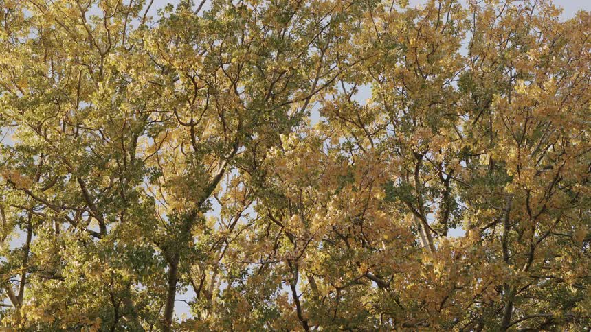 A dense canopy of autumn trees with yellow and green leaves rustles gently in the breeze
