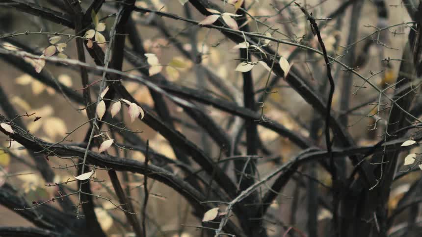 Pale autumn leaves cling to the dark, tangled branches of a dormant bush in a still, close-up shot