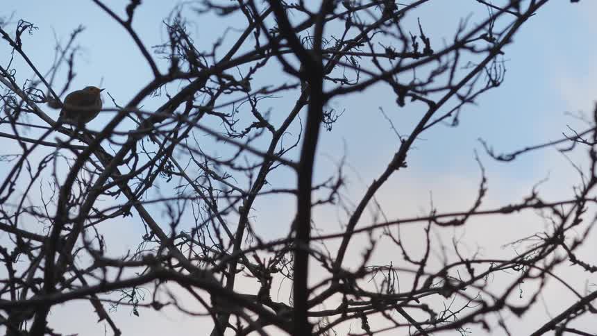A solitary bird perches on the silhouetted, bare branches of a tree against a pale sky