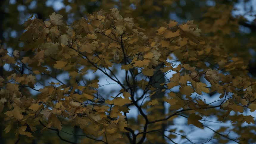 A still shot of yellow autumn leaves on a tree against the cool, dusky evening sky
