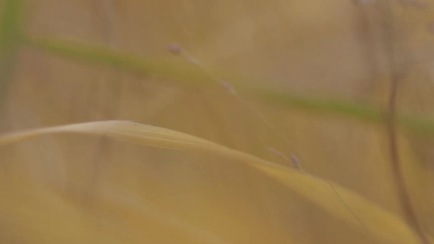 Abstract macro view of golden yellow grass swaying gently in a sunlit field, creating a serene and dreamy background