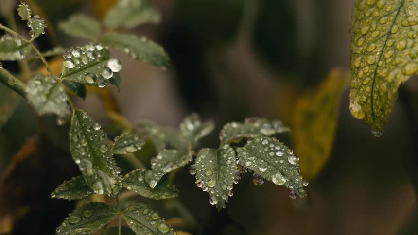 A tranquil close-up shot shows fresh green leaves covered in glistening water droplets after a rainfall