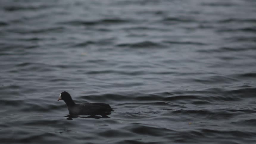 A lone black coot gracefully swims across the dark, rippling surface of a lake in slow motion