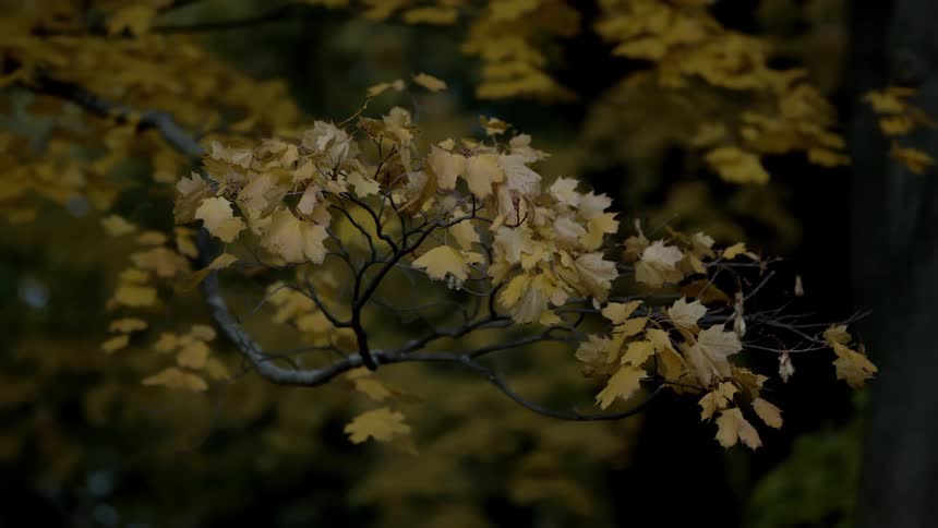A calm, still shot of yellow autumn leaves on a tree branch in a forest at dusk