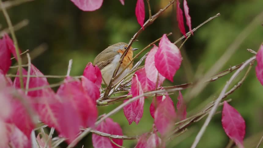 A European Robin perches on a branch and chirps while surrounded by beautiful, bright pink autumn leaves