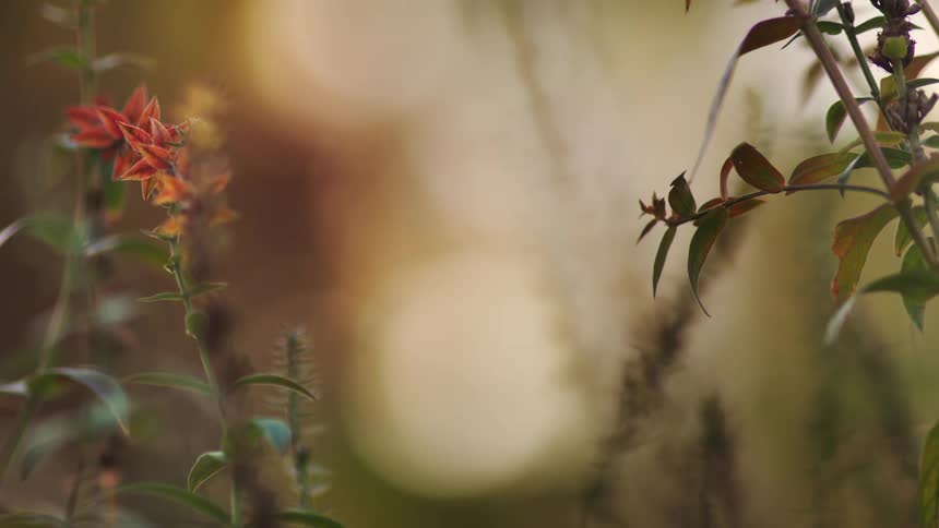An orange wildflower and green foliage gently frame a dreamy, out-of-focus background bathed in warm, golden sunlight