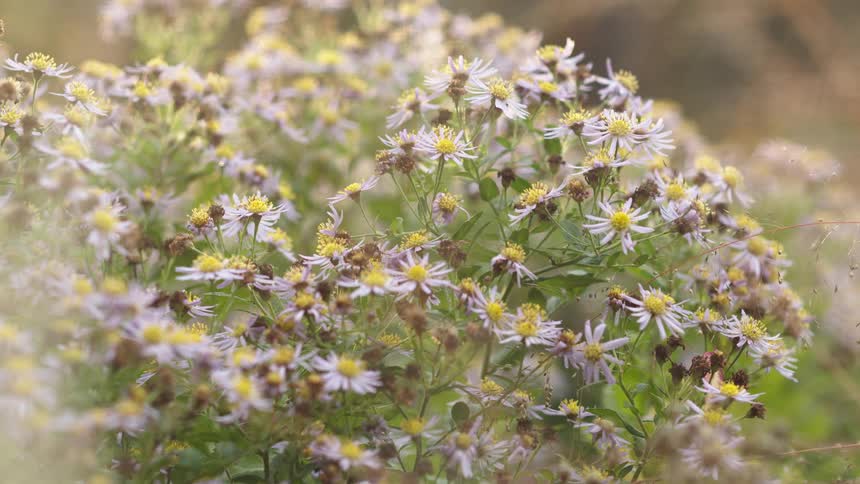 A soft focus close up of delicate purple and yellow wildflowers blooming in a natural, hazy setting