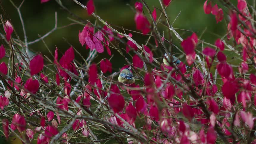 Two Eurasian blue tits forage for food among the vibrant magenta leaves of a burning bush in autumn